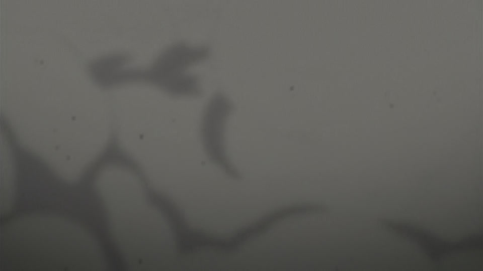 Bleach Ep 254: Byakuya and Renji, the 6th Division Returns @ 00:01:58