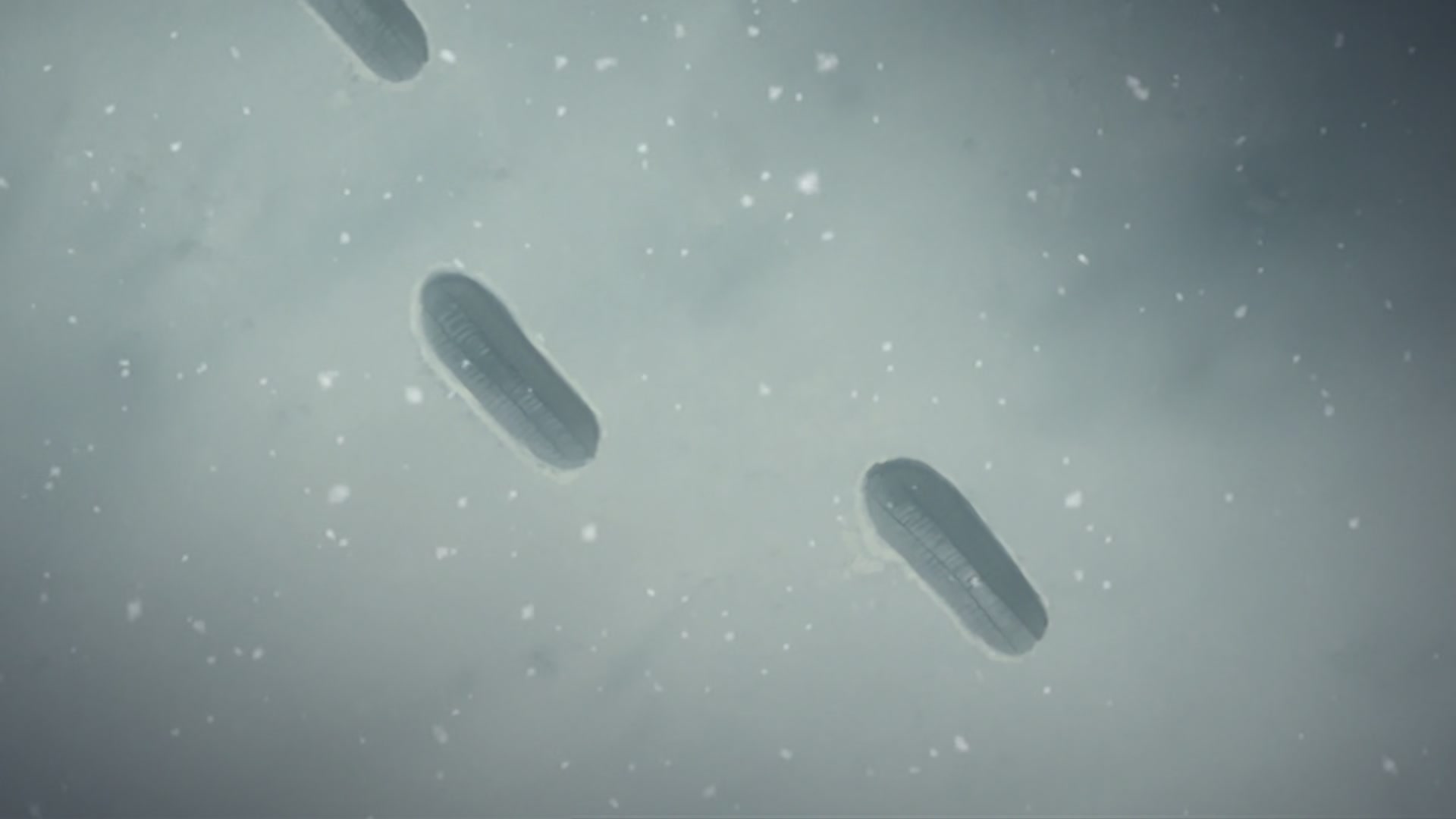 Bleach Ep 310: Ichigo's Resolution! The Price of the Fierce Battle @ 00:16:28